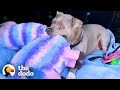 Senior Bully Always Takes Her Big Stuffed Toys On Walks | The Dodo Pittie Nation