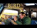 BIRD | WILDLIFE PHOTOGRAPHY UK | Buzzards | Cuckoo & Roe Deer