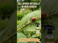 How to Kill Aphids Naturally 🌿 Organic Gardening Hack #shorts