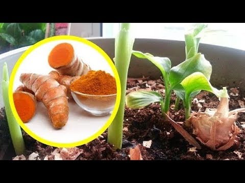 Βίντεο: Πώς να καλλιεργήσετε βότανα και βότανα στο σπίτι