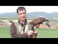 El águila de Harris en la caza del conejo, صيد القنية بالصقر