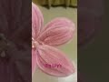 #flowers #socute #babys creation