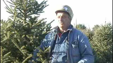 Cut Your Own Christmas Tree