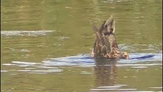 Australasian Shoveler Williamstown 14th March 2023