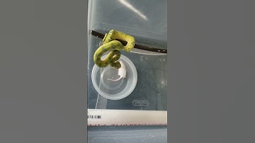 Emerald tree boa bite!