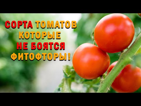 Самые устойчивые к фитофторе сорта томатов. Кто их выращивает, тот о фитофторе и не вспоминает.