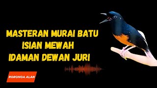 Masteran Murai Batu Full Isian Tembakan Mewah Idaman Dewan Juri