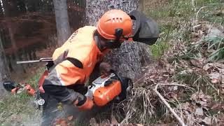 Těžba dřeva/wood cutting (STIHL MS 462) 52020