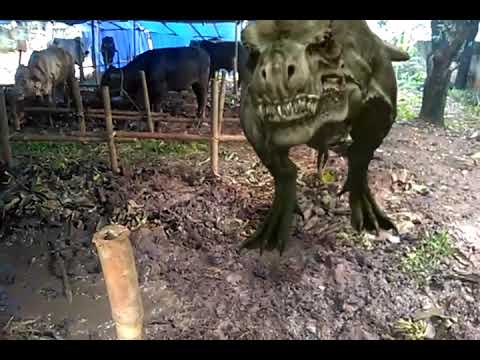 54 Gambar Qurban Dinosaurus Kekinian 54 Gambar Qurban Dinosaurus Kekinian