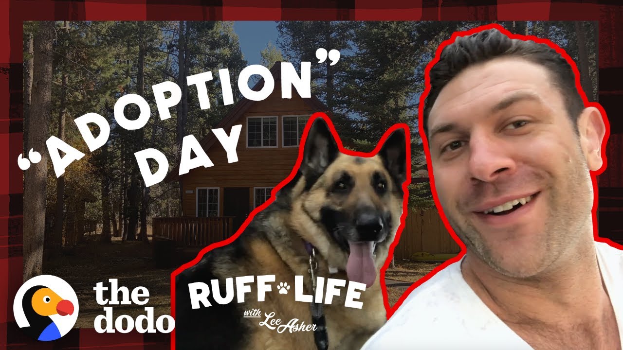 Lee Adopts 3 Dogs In 1 Day! | Ruff Life With Lee Asher - YouTube