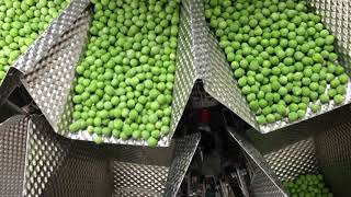 Primocombi Multihead Weigher Dispensing Frozen Peas