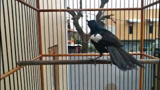 pancingan buat kacer yg malas bunyi kacer wulung raja langsung on fire