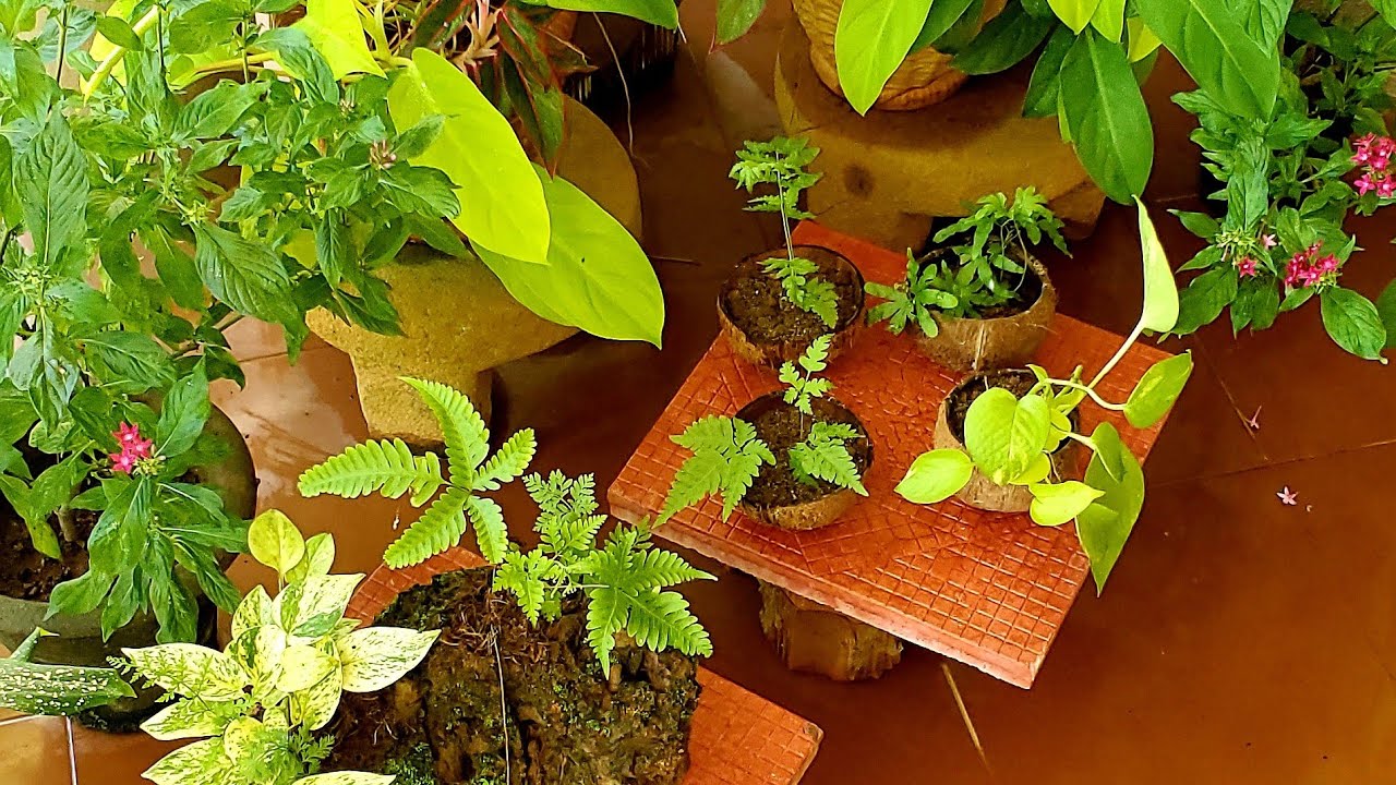 Planting in Coconut Shells YouTube