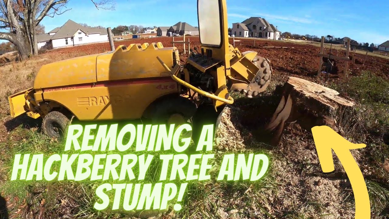 Removing a Hackberry Tree and The Stump with the Rayco Rg50 Stump ...