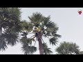 తాటి కల్లు గీయడం ఎలా ? Palmyra palm SAP from "Natural Wine" Daily Morning Thati Kallu !!