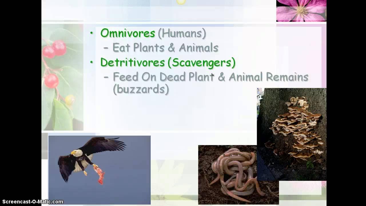 Animals eat plants. Herbivore animals. Many plant eating animals. Символ вегетарианцев. What animal is it.