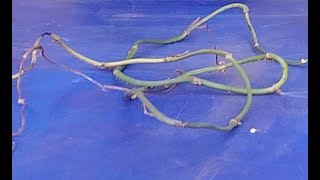 How to Revive a Dying Money Plant or Pothos (with actual results)