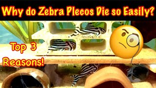 Why Do Zebra Plecos Die? Top 3 Reasons!