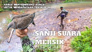 TEKUKUR SANJI KUK 1||PENGUASA SEBERANG SUNGAI BERHASIL KITA AMANKAN -TEKUKUR HIBURAN