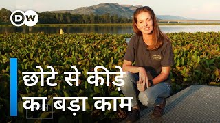 जलकुंभी चट करने वाले भुक्खड़ [Grasshoppers versus water hyacinths in South Africa]