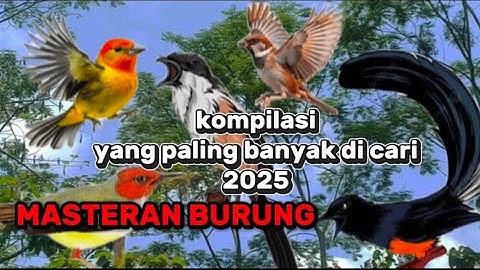 SUARA KICAU BURUNG GACOR DOR MASTERAN DAN ISIAN SEGALA JENIS BURUNG