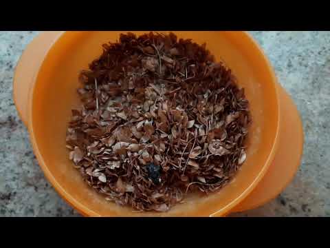Video: Come raccogli i semi di abete rosso?