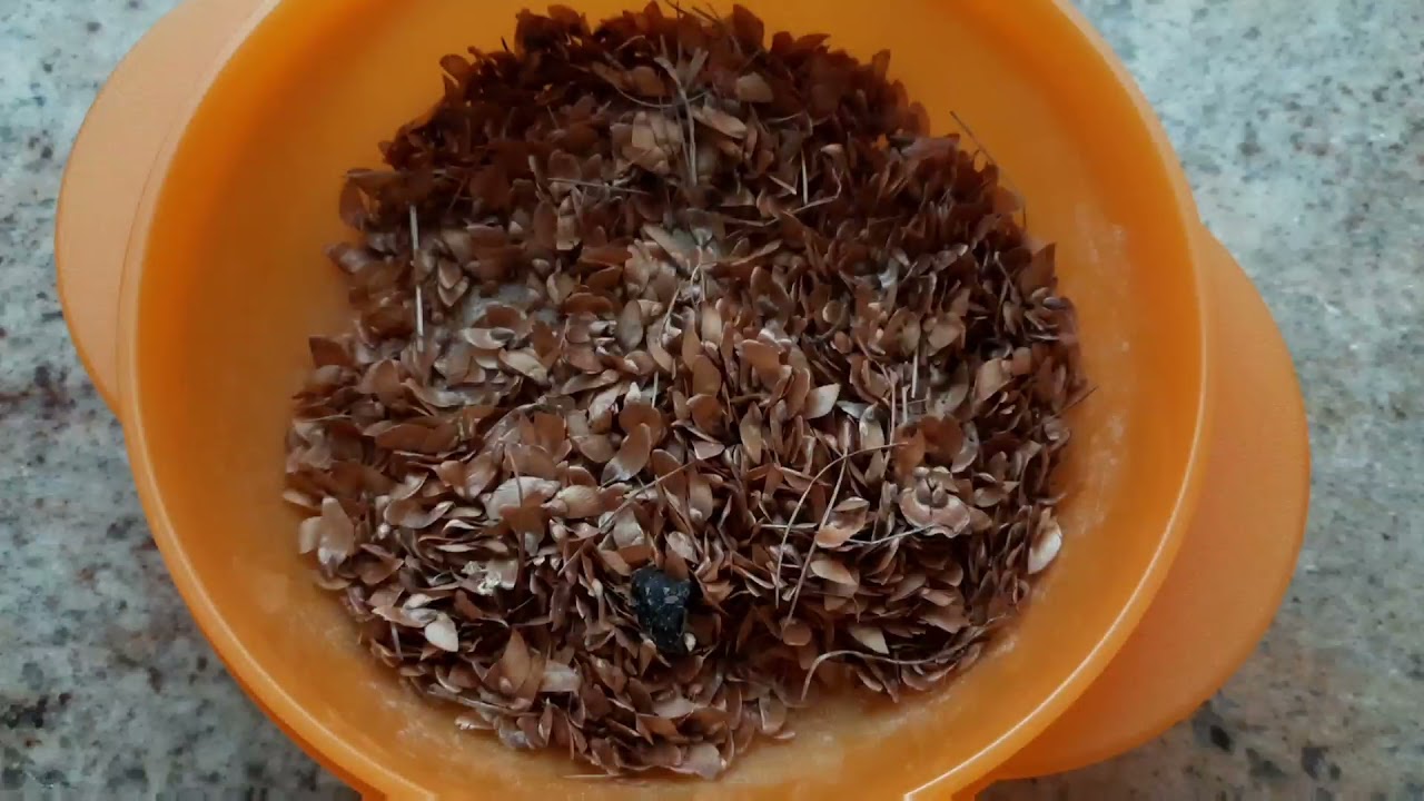 Come far nascere delle piante di ABETE, LARICE e PINO in poco tempo🌲🌲🌲