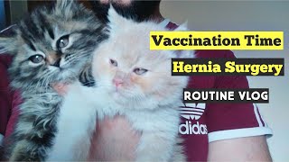 My Daily Routine at Pet Clinic & Shop | Kitten Vaccination | Dog Hernia Surgery