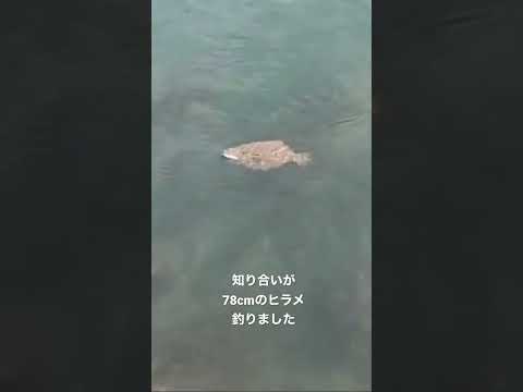 超巨大 知り合いが78cmのヒラメ釣りました #shorts #釣り