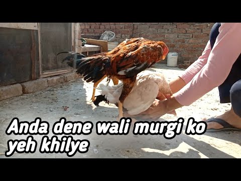 घर की छत पर मुर्गी पालन | what to feed chickens to lay more eggs ?
