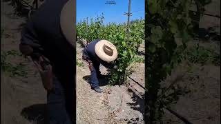 quitando soca en la uva #trabajosdecampo #trabajando