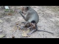Life of monkeys Ep82, life of baby monkey with mom,new baby monkey, baby...