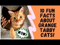 10 Fun Facts About Orange Tabby Cats (AKA Ginger Cats)