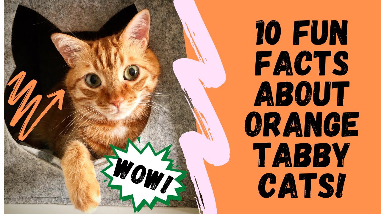 10 Fun Facts About Orange Tabby Cats (Aka Ginger Cats)
