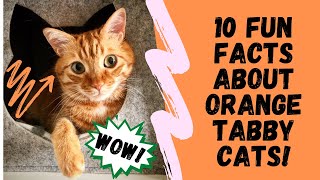 10 Fun Facts About Orange Tabby Cats [OLD VERSION]