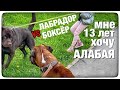 Драка собак. Выгул крупной собаки детьми. БОКСЁР vs ЛАБРАДОР