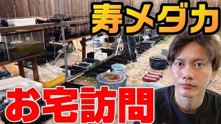 ○○種類のメダカを飼育する一般宅の規模がメダカ屋さん【寿メダカさんお宅訪問】