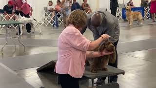 20220820 Sussex SpanielSporting Group Judging Cumberland MD
