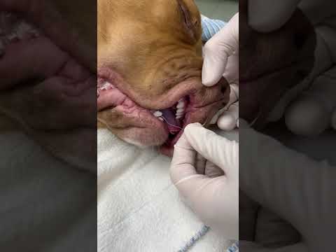 Video: Hundfiskeolyckor - Fishhook Care For Dogs