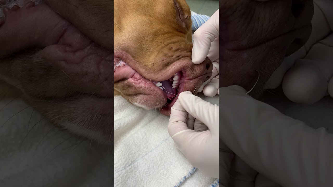 cost to remove fish hook from dog Fish hook removal from a dog