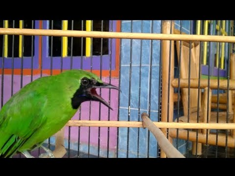 Teriakan Cucak Ijo ni Luar Biasa Keras Membuat Burung Disekitar Ikut Beteriak Juga