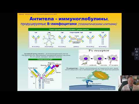 Video: Фагоцитоз процессин ким ачкан?