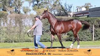 Fragoscopica -h- (Fragotero - Ongamira por Sebi Halo)