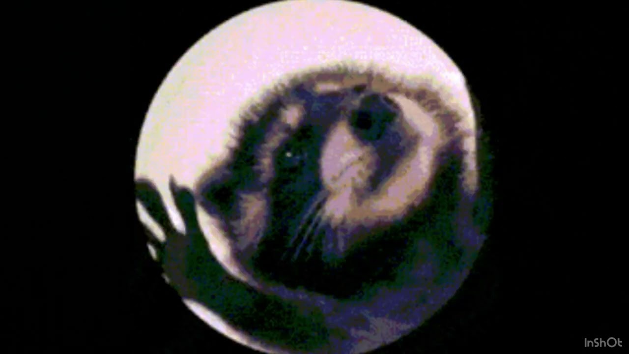 Petrol petrol song ￼