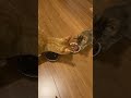 おやつを奪われた子猫