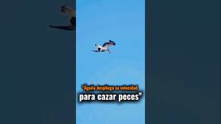 Águila despliega su velocidad,pará cazar #faunasalvaje #animalessalvajes