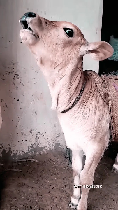 gay ki awaaz cow sound #caw #cow sound#gay ki awaaz #cattledog #chhote bacchon ki video