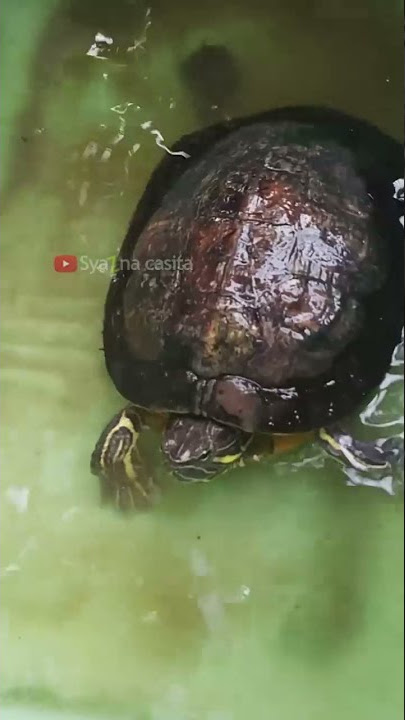 Apa yg dilakukan saat posisinya seperti ini...