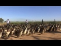 Ducks on pest patrol at south african vineyards