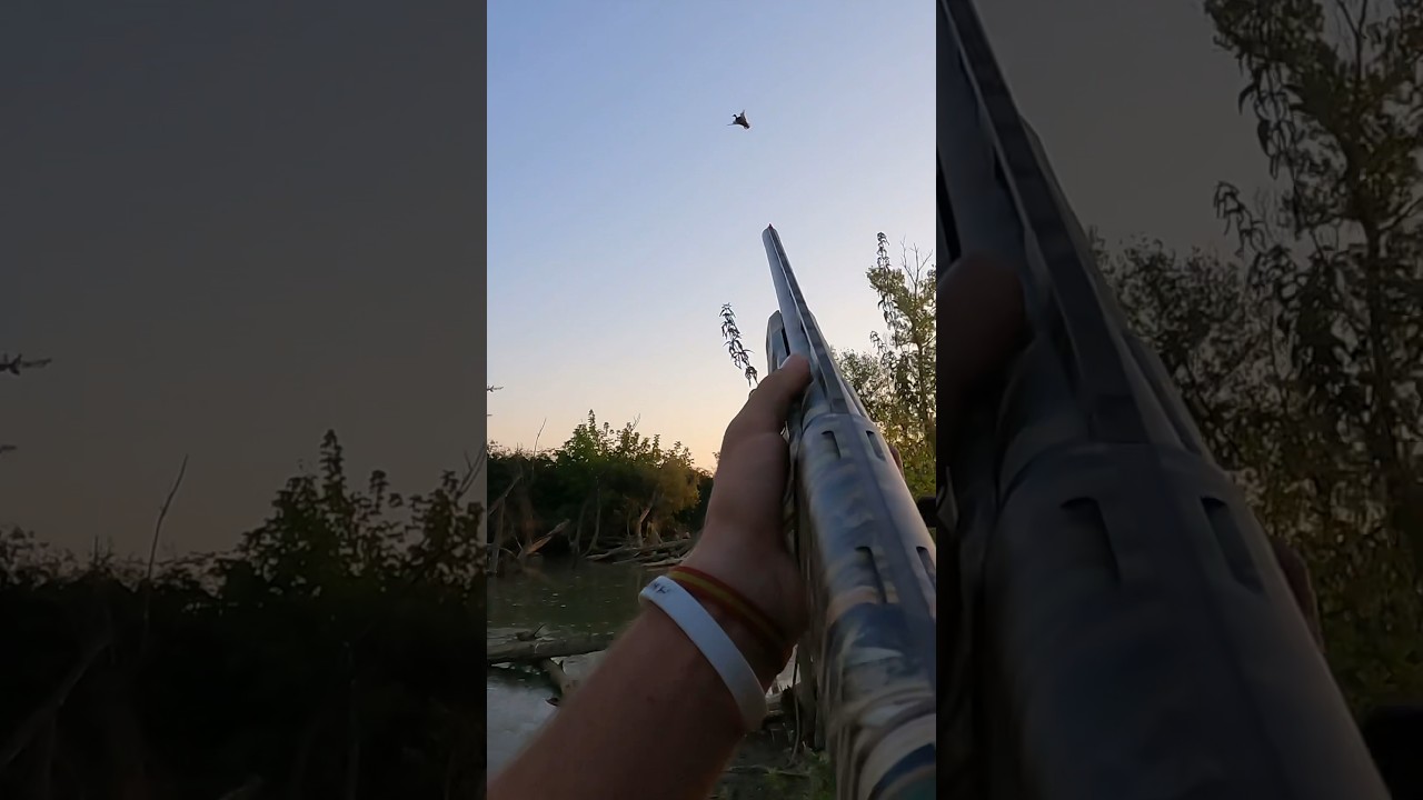Tir d’un canard colvert winchester sx4 YouTube